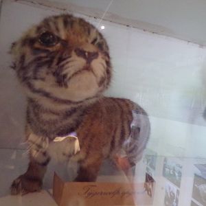 Stuffed tiger cub 6.7.23