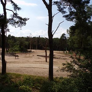 African savanna enclosure 6.7.23