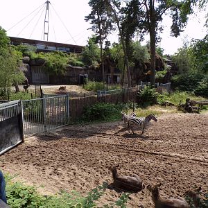 African savanna enclosure 6.7.23
