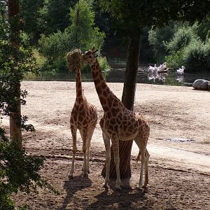 Giraffes feeding 6.7.23