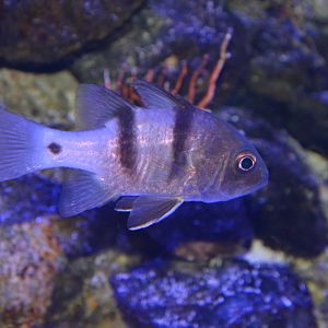 Yokosuji-ishimochi cardinalfish (Apogonichthyoides cathetogramma)