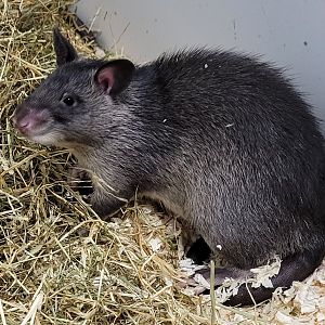 Gambian pouched rat