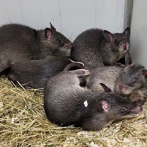 Gambian pouched rats