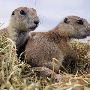 Black-tailed prairiedogs