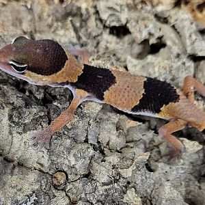 African fat-tailed gecko - juvenile