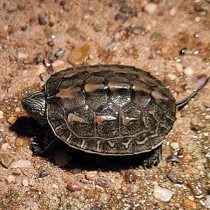 Chinese stripe-necked turtle - juvenile