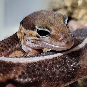 African fat-tailed gecko