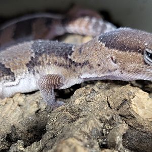 African fat-tailed gecko