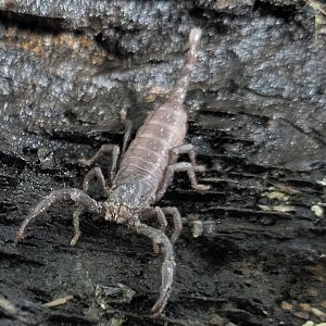 Asian jungle scorpion - juvenile