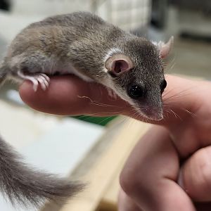 African pygmy dormouse