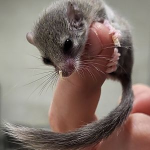 African pygmy dormouse - juvenile