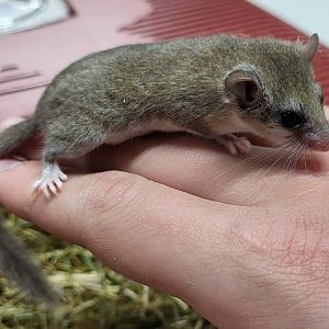 African pygmy dormouse - juvenile