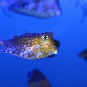 Roundbelly cowfish (Lactoria diaphana)