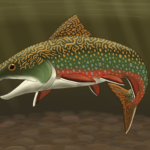 Brook Trout