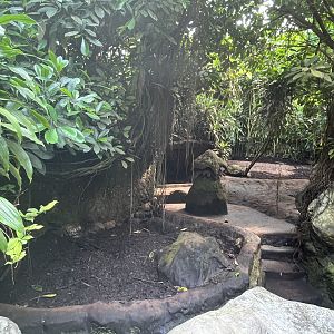 Aardvark enclosure in Bush 6.7.23