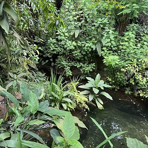 Broad-Snouted caiman enclosure in Bush 6.7.23