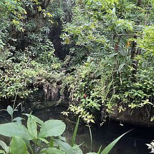 Broad-Snouted caiman enclosure in Bush 6.7.23