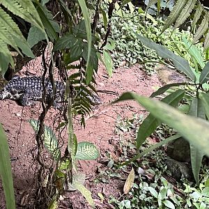 Broad-Snouted caiman 6.7.23