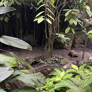 Red-Footed tortoise enclosure in Bush 6.7.23