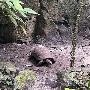 Red-Footed tortoise 6.7.23