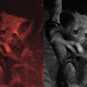 Aye-aye juvenile