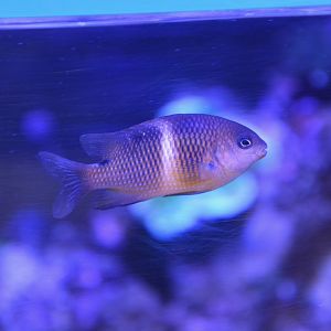 Singlebar devil (Plectroglyphidodon leucozonus)