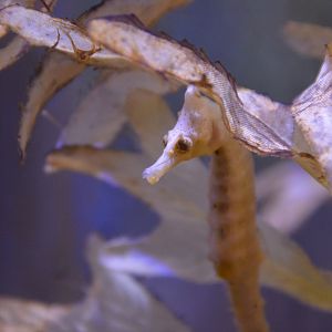 Korean seahorse (Hippocampus haema)