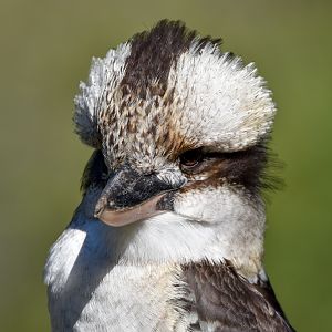 Laughing Kookaburra