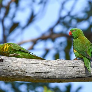 Scaly-breasted Lorikeets