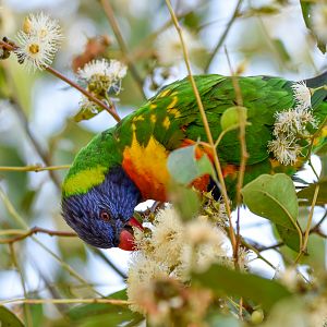 Rainbow Lorikeet