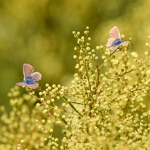 Two-spotted Line-Blues