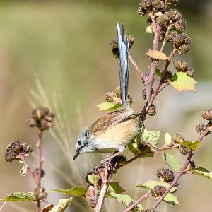 Variegated Fairywren