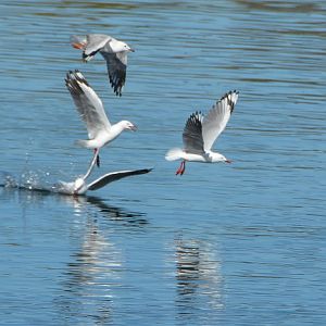 Silver gulls 1