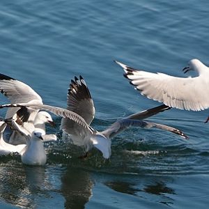 Silver gulls 2