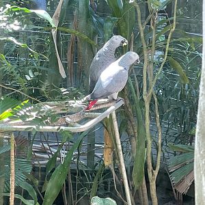 Grey Parrot (Psittacus erithacus)