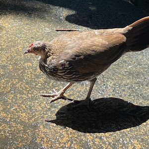 Fragile Forest - Grey Junglefowl (Gallus sonneratii)