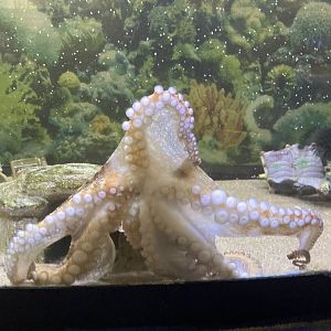 Atlantic Octopus