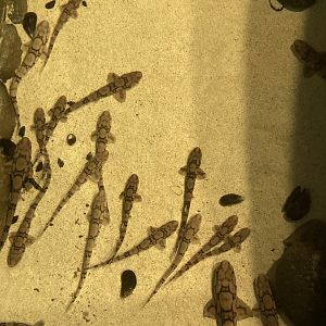 Chain Catshark Hatchlings