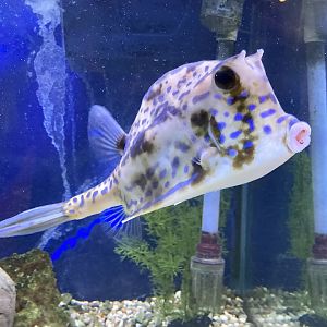 Scrawled Cowfish