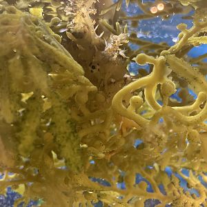 Sargassum Fish (Camouflage)