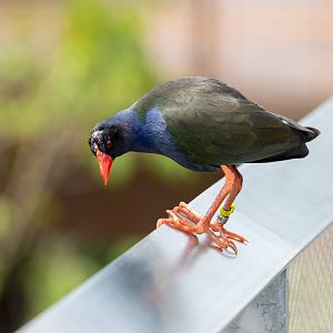 Allen's gallinule (Porphyrio alleni)
