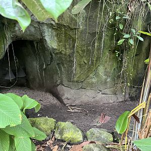 Red-Footed tortoise enclosure in Bush 6.7.23