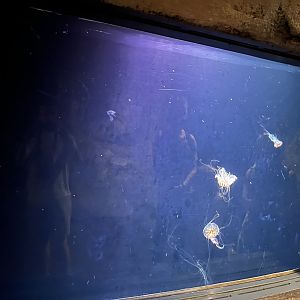 Sea nettle tank 6.7.23