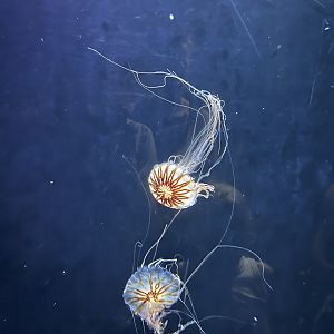 Sea nettles 6.7.23