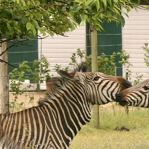 Equus zebra hartmannae, July 2023