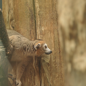 Eulemur coronatus, July 2023