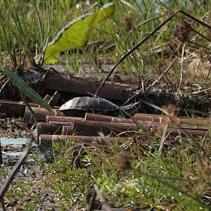 Malayan snail-eating turtle