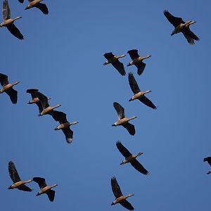 Lesser Whistling-Ducks