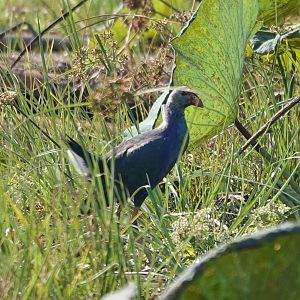 Gray-headed Swamphen