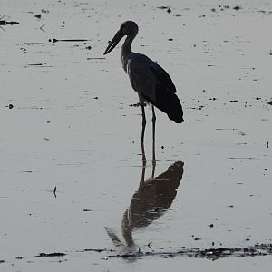 Asian Openbill